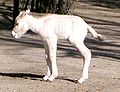 Foal; age:two days