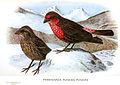 Carpodacus puniceus