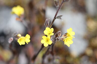 Yellow-flowered plant