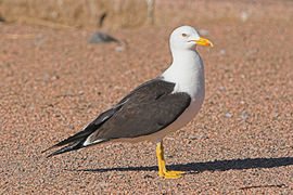 Kara sırtlı martı (Larus fuscus)