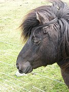 Tête d'un poney noir