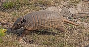 Six-banded armadillo