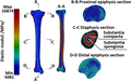 Computed tomography, Tibia, Modulus of Elasticity, anatomy