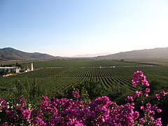 Ensenada, Kalifornia Beherea Klima mediterraneoa (Csa)