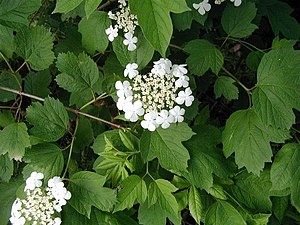 Den vilde art har flade blomsterstande, mens sorterne har kuglerunde.