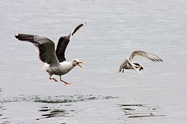 Vestlig måge (Larus occidentalis) jagter en aztekerterne (Thalasseus elegans)