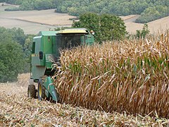 Corn harvest