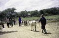 Men with a zebu, goats and a cart on a dirt road along the market that is visible behind trees, 2001