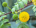 Acacia constricta, Las Vegas, Nevada, AS