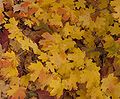 Leaves in fall colors, New Mexico