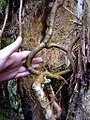 Internal roots in dead wood