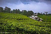 Plantación de té de Indonesia