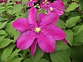 Clematis "Sunset"