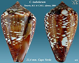 Conus isabelarum