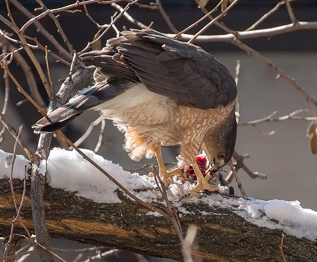 Cooper's hawk