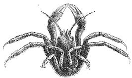 Homolodromioidea