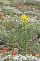 Erysimum capitatum