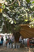 Ficus benghalensis à Bénarès (2).jpg