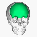 额骨位置（顯示為綠色）。动画。