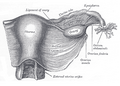 Uterus and right broad ligament,, dilihat dari belakang.