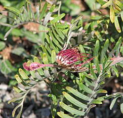 <center>Grevillea caleyi</center>