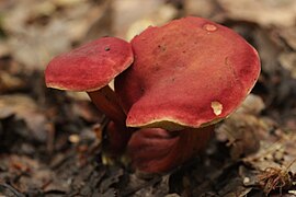 Hortiboletus rubellus - panoramio - Björn S. (8).jpg