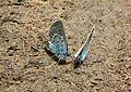 Bläulinge auf Dung / Copper butterflies on dung