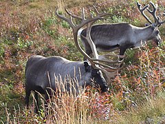 Fjellrein i Lappland.