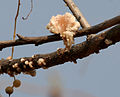 Exudát z větve Lannea coromandelica