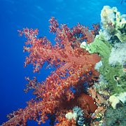 Dendronephthya sp. en el mar Rojo