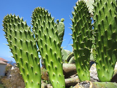 Prickly pear