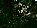 Maianthemum racemosum