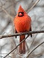 Image 100Male northern cardinal in Central Park