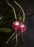 Masdevallia infracta