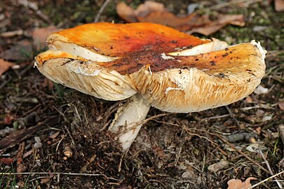 Vliegenzwam (Amanita muscaria)