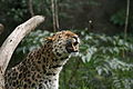 Panthera pardus orientalis