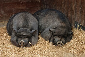 Pot-bellied pig