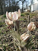 Anemone flavescens