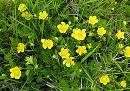 Šliaužiantysis vėdrynas (Ranunculus repens)