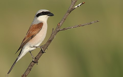 Red-backed shrike, by Birding around