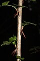 Ribes divaricatum