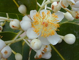 Calophyllum inophyllum