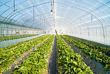 Strawberry greenhouse.jpg