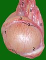 Testicle o a cat: 1: Extremitas capitata, 2: Extremitas caudata, 3: Margo epididymalis, 4: Margo liber, 5: Mesorchium, 6: Epididymis, 7: testicular artery an vene, 8: Ductus deferens