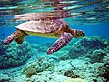 Image 7 Green sea turtle A green sea turtle swimming above a coral reef. More selected pictures