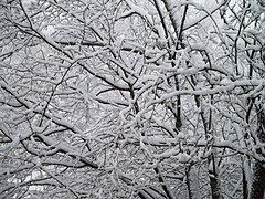 Trees Winter Hancock village Brookline Town Massachusetts New England.jpg