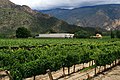Viinamarjaistandus Salta provintsis
