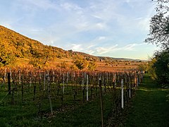 View of the vineyards near Schriesheim, district Rhein-Neckar 02.jpg