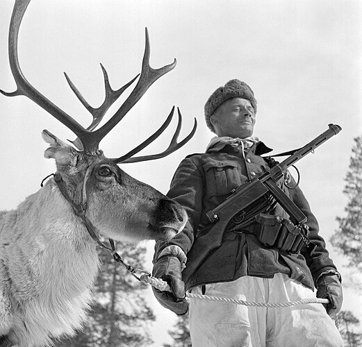 Финский солдат с северным оленем. Май 1944 года