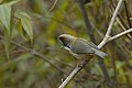 Yuhina flavicollis (cat.)